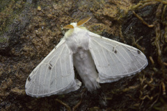 Penicillifera apicalis