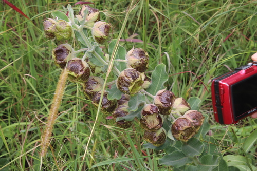 Image of Pachycarpus grandiflorus by (c) Tony Rebelo, some rights reserved (CC BY-SA)