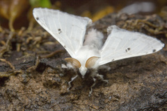 Penicillifera apicalis