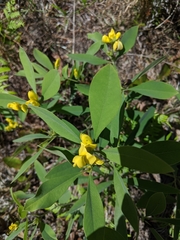 Baptisia lanceolata