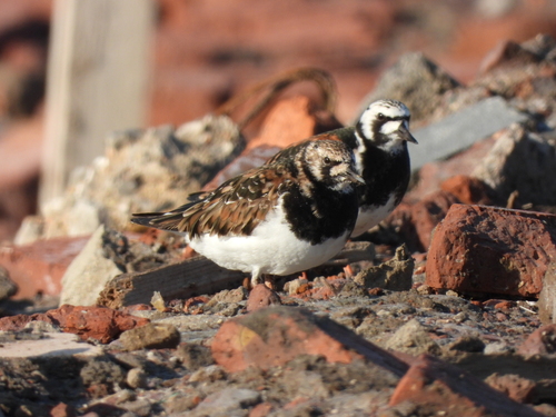 Ruddy Turnstone
