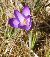 Crocus vernus