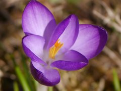 Crocus vernus