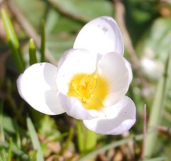 Crocus vernus