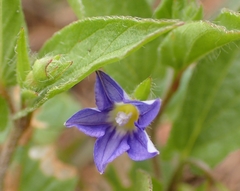 Convolvulus siculus siculus