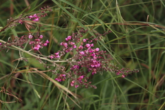 Pseudarthria hookeri