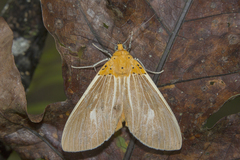 Asota producta