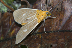 Asota producta