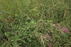 Pseudarthria hookeri