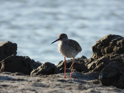 Common Redshank