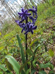 Hyacinthus