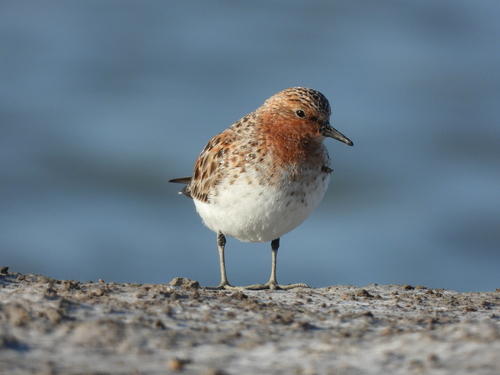 Red-necked Stint