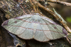 Hypochrosis hyadaria