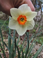 Narcissus poeticus