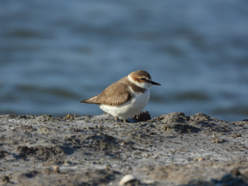 Kentish Plover