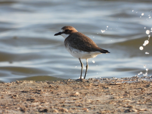 Siberian Sand-Plover