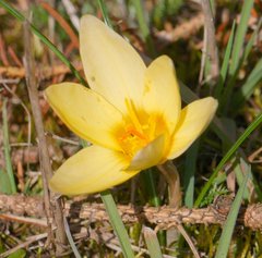 Crocus vernus
