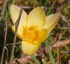 Crocus vernus