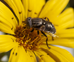 Eristalinus