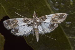 Paracymoriza albifascialis