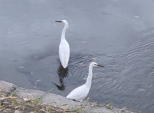Snowy Egret