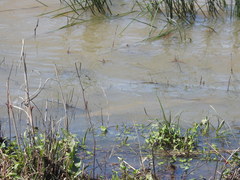 Lepisosteus platostomus