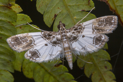 Paracymoriza albifascialis