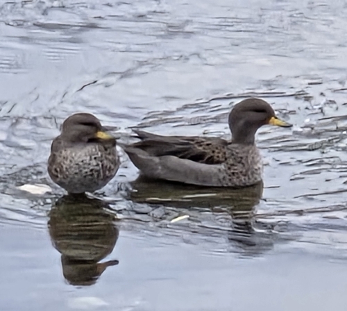 Yellow-billed Teal