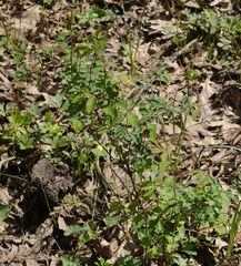 Taenidia integerrima