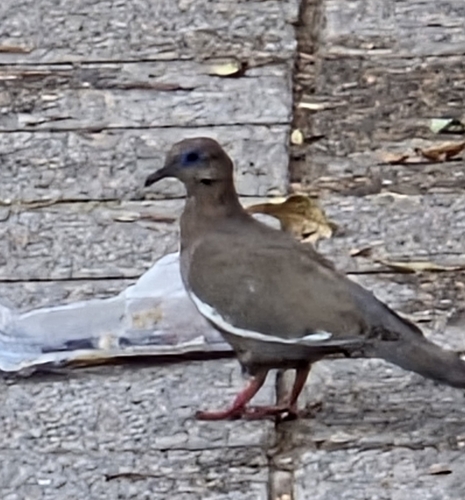 West Peruvian Dove