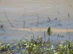 Lepisosteus platostomus