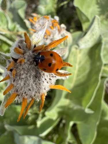 Seven-spotted Lady Beetle photographed in Utah