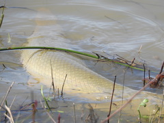 Lepisosteus platostomus