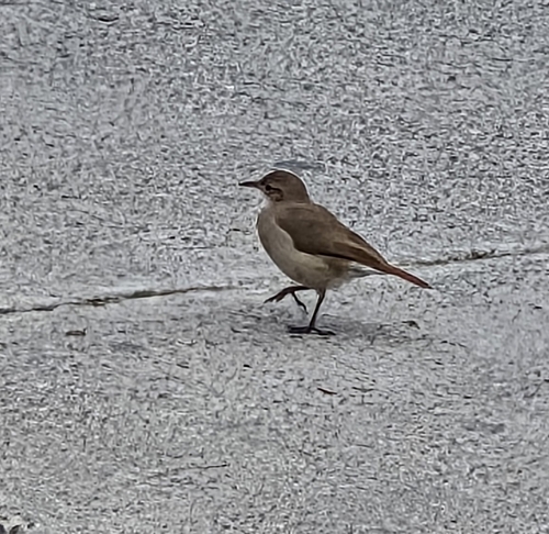 Rufous Hornero
