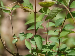 Taenidia integerrima