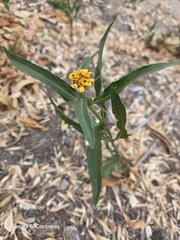 Pascalia glauca, photograph (c) veonatura, some rights reserved (CC BY)