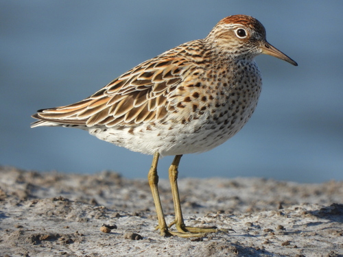 Sharp-tailed Sandpiper