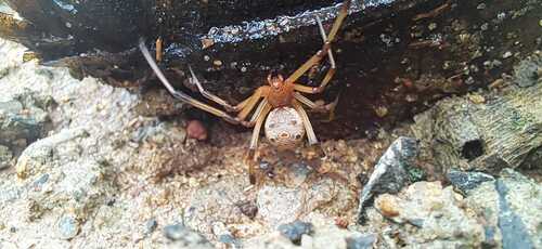 Brown Widow