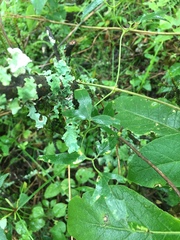 Clematis montevidensis
