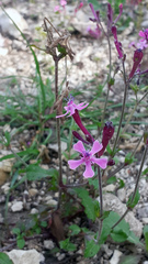 Silene aegyptiaca