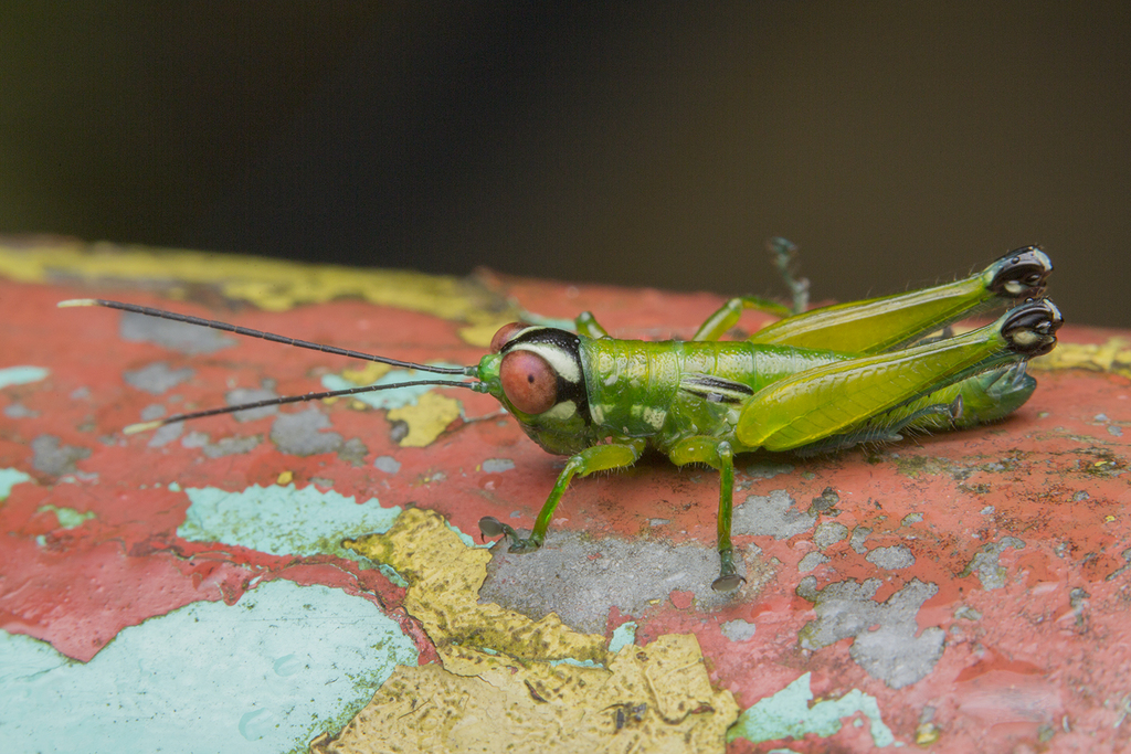 Anacranae