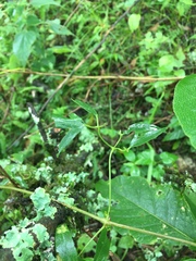 Clematis montevidensis