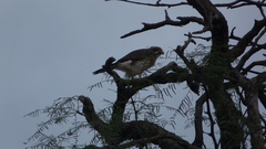 Spiziapteryx circumcincta