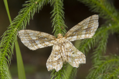 Fritillerinnys clathraria