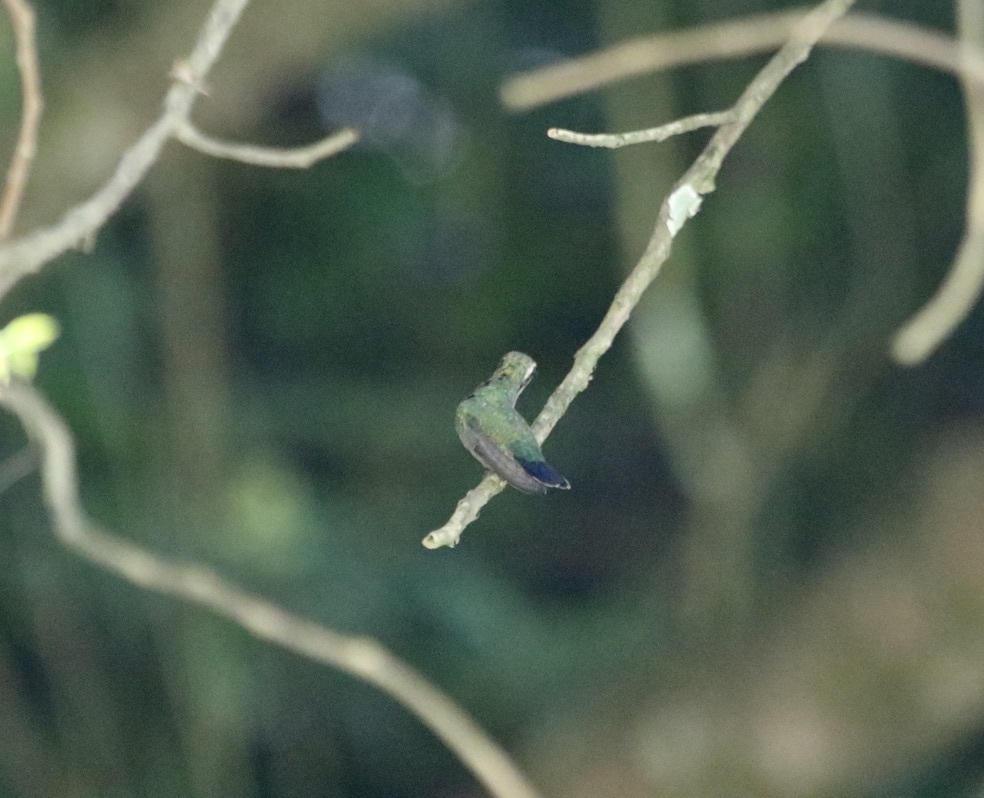 Speckled Hummingbird (Adelomyia melanogenys), photo 5