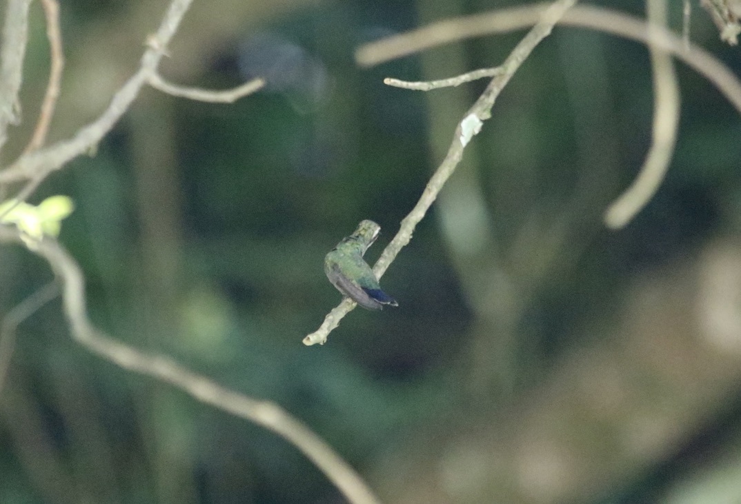 Speckled Hummingbird (Adelomyia melanogenys), photo 6