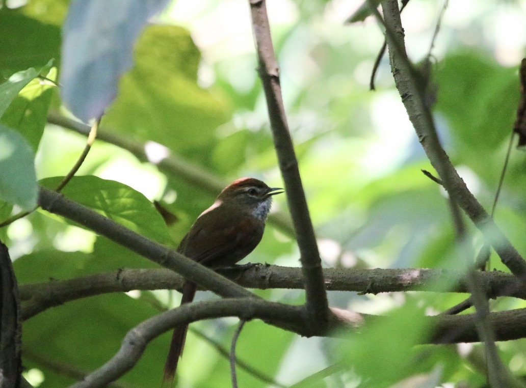 Azara's Spinetail (Synallaxis azarae), photo 6