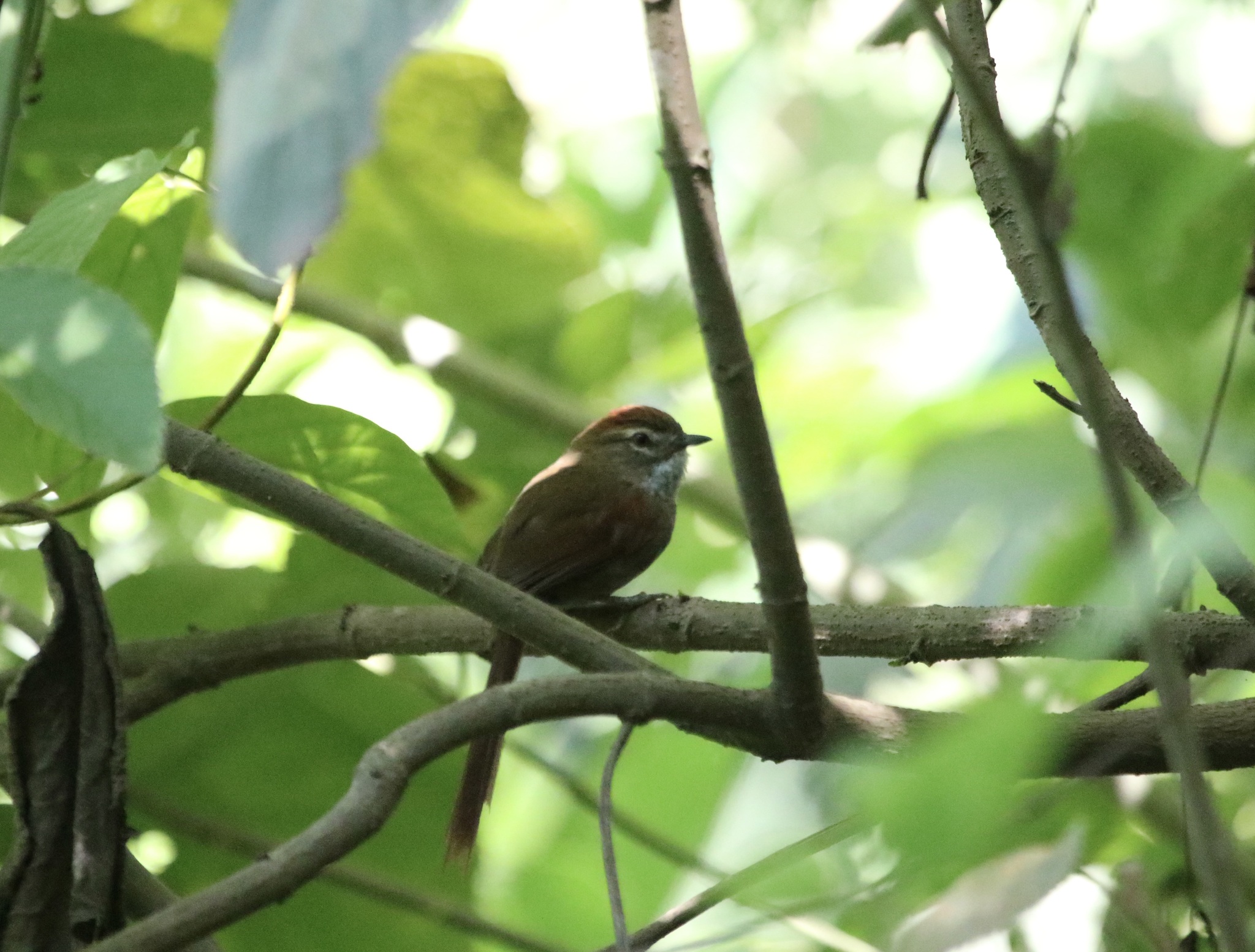 Azara's Spinetail (Synallaxis azarae), photo 10