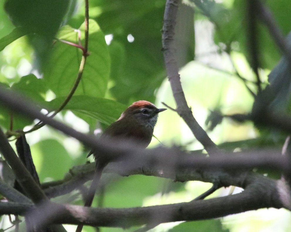 Azara's Spinetail (Synallaxis azarae), photo 7