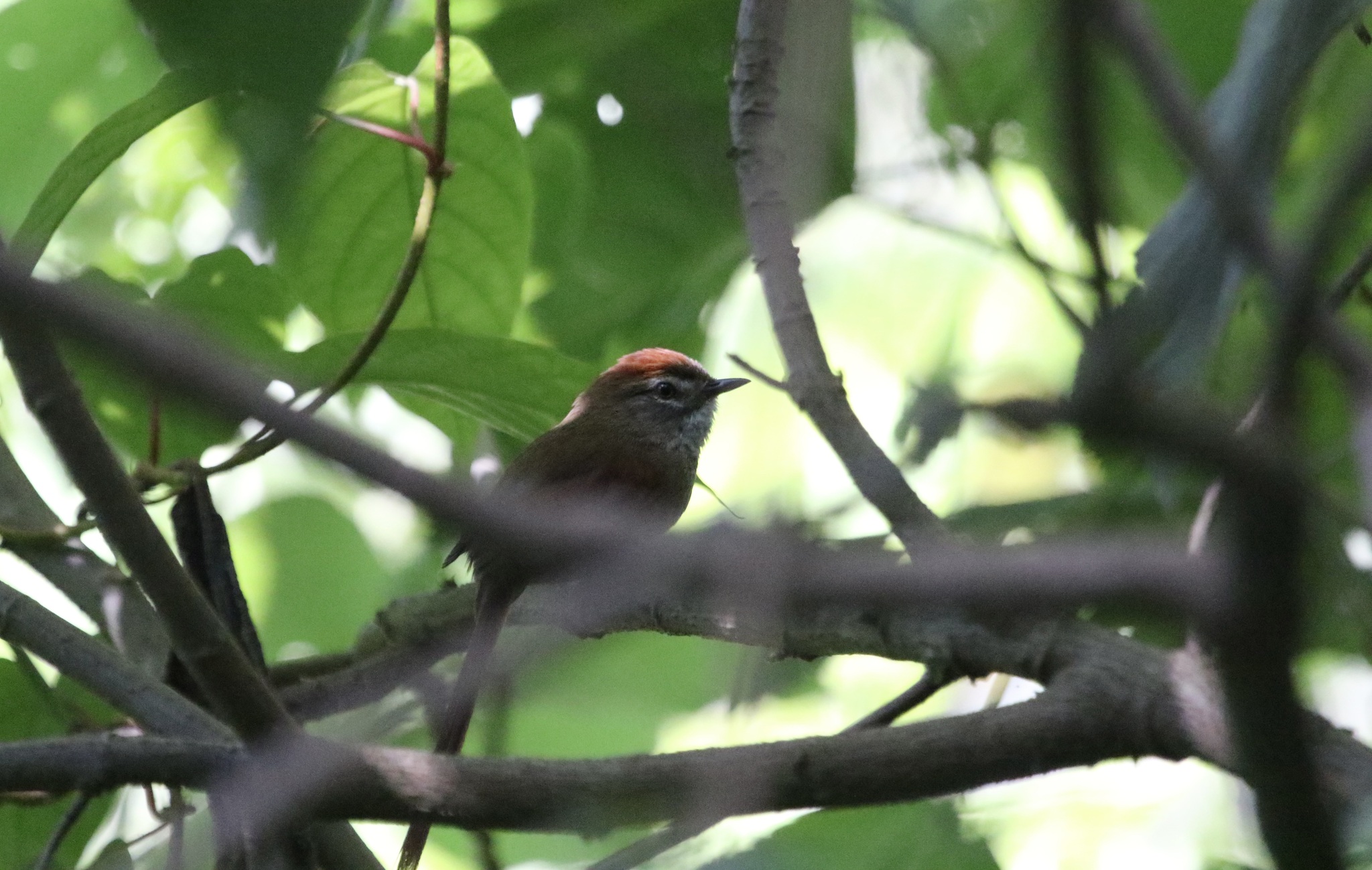 Azara's Spinetail (Synallaxis azarae), photo 2
